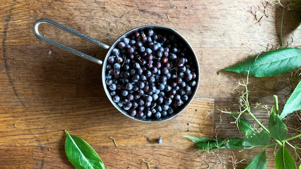 Small girl is picking elderbrries in the backyard to make elderberry syrup