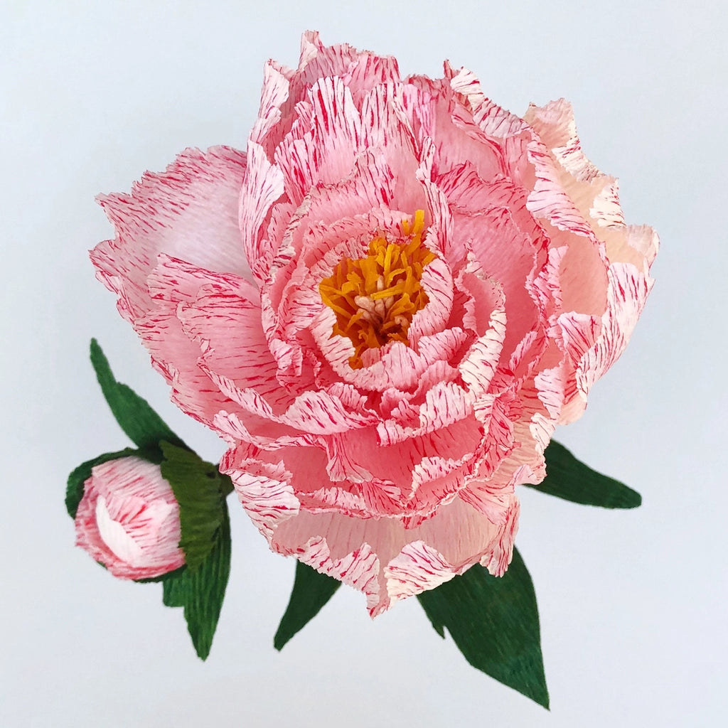 Bergin + Bath PEONY Paper Flower Making Kit