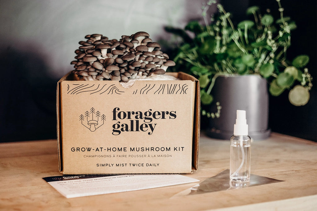Foragers Galley Grow-At-Home BLUE OYSTER Mushroom Kit