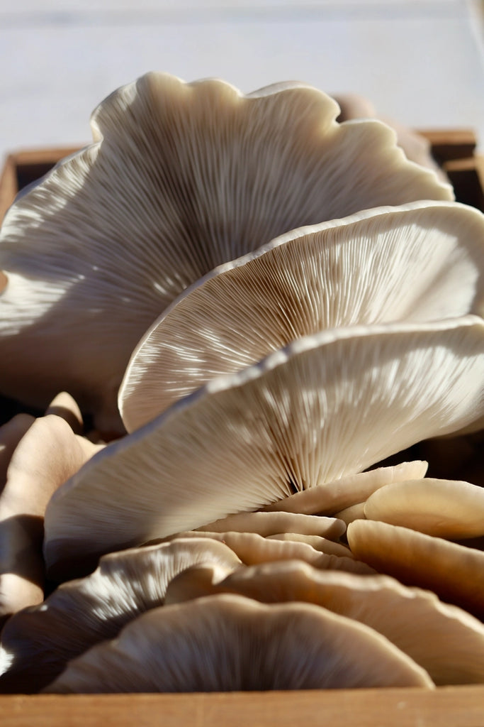 Foragers Galley Grow-At-Home SNOW OYSTER Mushroom Kit